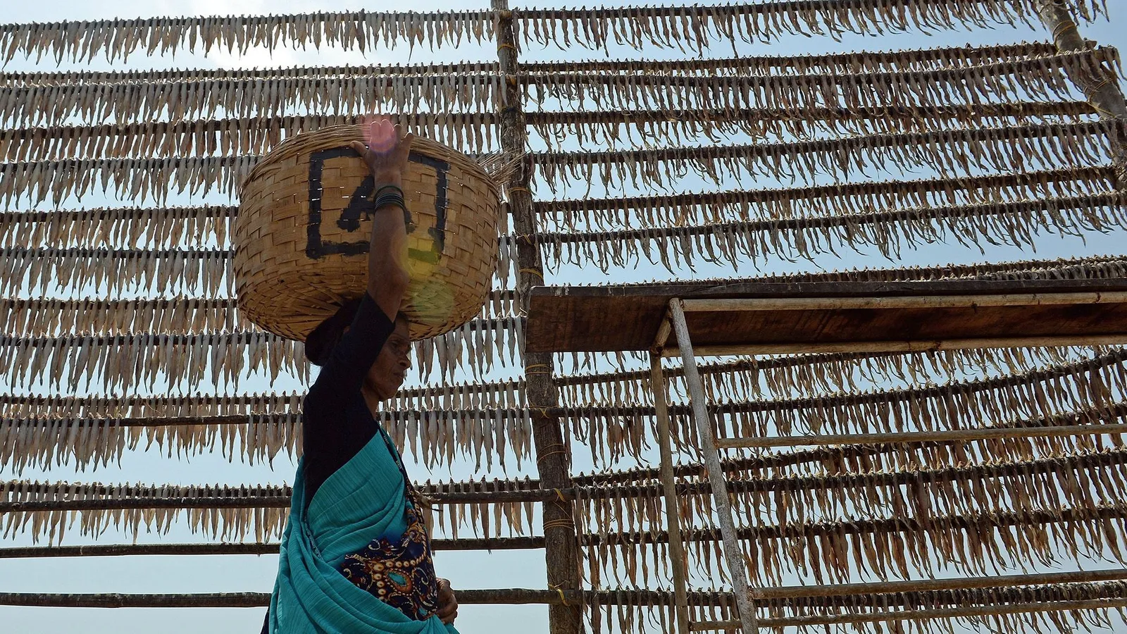 Bombay Duck – Excellent Source of Protein Amongst Fish